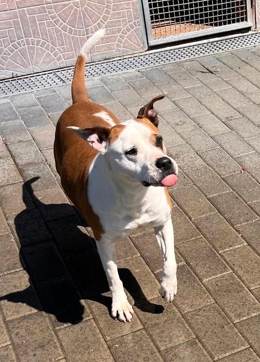 Maya Amstaff